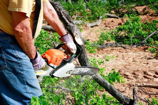 Best Tree Branch Trimming  in Chigan Center, MI